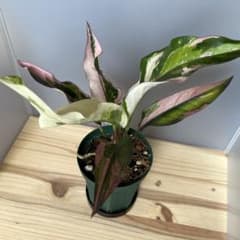 アンスリウム フーケリー 斑入り ピンク Anthurium - メルカリ