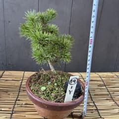 ☆盆栽☆ 赤石五葉松【Y-19】9年物 ☆愛媛県より発送☆ - メルカリ