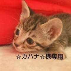 ☆カハナ☆様専用(´・ω・`)❤のサムネイル