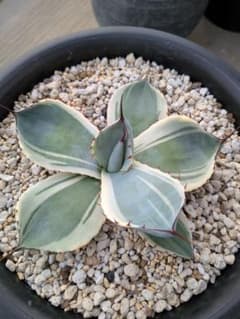 アガベ パリー トランカータ オリザバ - メルカリ