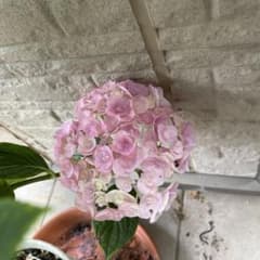 アジサイ紫陽花特大8号鉢　多年生大株　開花終了　　剪定済み アジサイ紫陽花特大8号鉢 多年生大株 開花終了 剪定済み - メルカリ