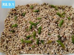 多肉植物 レッドベリー　葉挿し１０粒　抜き苗　発根済　おまとめで特価。のサムネイル