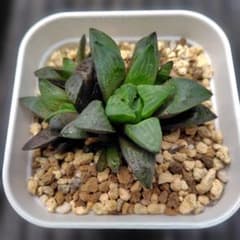 多肉植物　ハオルチア　寿　抜き苗のサムネイル