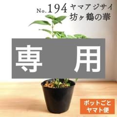 ポットごとヤマト便194】ヤマアジサイ 坊ヶ鶴の華 山紫陽花 - メルカリ