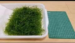 ナヤス 画像の量です!のサムネイル