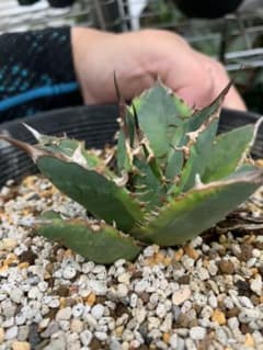 AGAVE アガベ　チタノタ  バナナピール　輸入株のサムネイル