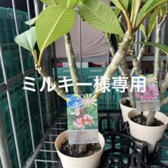 Jungle Jacks Collection プルメリア 苗木 J105 - メルカリ