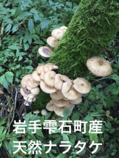 岩手雫石町産 天然 ナラタケ サワモダシ 600g - メルカリ