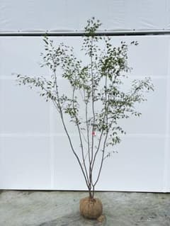 特大サイズ 細く美しく繊細な樹形 ハイノキ 株立 792 樹高2.2m位 高級樹 特大サイズ 細く美しく繊細な樹形 ハイノキ 株立 792 樹高2.2m位 高級