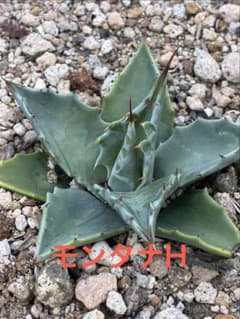 ジュン＊様専用）アガベ モンタナH 実生 抜き苗発送 - メルカリ