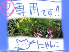 赤エンドウ豆の種子のサムネイル