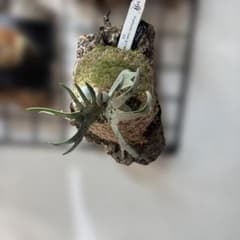 晴花鹿苑 P.willinckii Jade girl sporelingのサムネイル