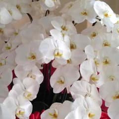 ほちん。様専用です。Diorのサムネイル