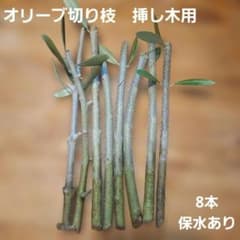 オリーブ切り枝 挿し木用 太木挿し 挿し穂 - メルカリ