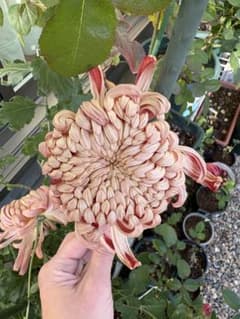 菊 挿し木苗 ニ苗セット(7) - メルカリ