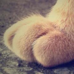 つかさ様専用〜のサムネイル