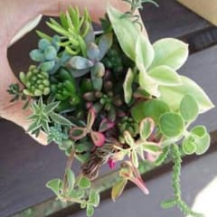 人気❤おまかせチョイス！　カット苗16種set☆　多肉植物のサムネイル