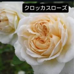 クロッカスローズ ER バラ苗 挿し木苗 強香 強健5号鉢 薔薇 苗のサムネイル
