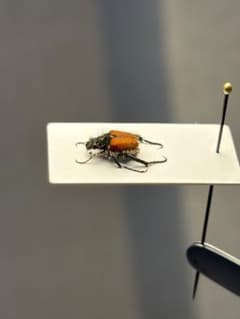6mm】小豆色の体色が美麗な南アフリカのアシナガコガネ 標本 プラチナ