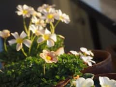 オキザリス・オブツーサの球根、3色ミックスのサムネイル