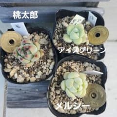 さとちゃん様 リクエスト 7点 まとめ商品のサムネイル