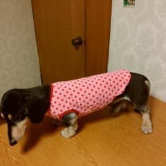 犬服ハンドメイドのサムネイル