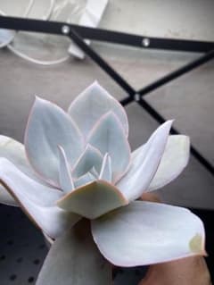カンテ　エケベリア　Echeveria 多肉植物　実生　大苗のサムネイル