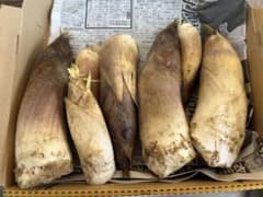 京都山城産　朝掘り筍のサムネイル