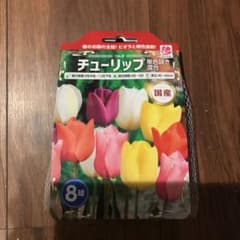 チューリップのサムネイル