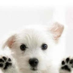 返金用ページのサムネイル