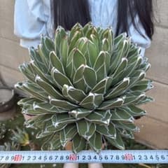 00 アガベ 笹の雪 特大優良株 包葉美形 極厚葉 白線際立つ 圧巻 - メルカリ