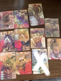 猫カフェmocha イオンモール筑紫野のサムネイル