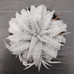 Dyckia ‘Iceberg’ (BCR:16884)のサムネイル