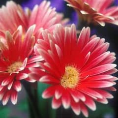 ☆花月★様専用のサムネイル