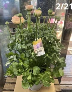 ラナンキュラス ラックス サクセス トアレグ 6寸鉢ごと 苗 植物 - メルカリ