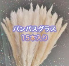 雰囲気◎　パンパスグラス オフホワイト 観葉植物　ドライフラワー　ハンドメイドのサムネイル