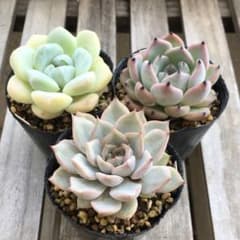 多肉植物 おらいさん ミックスベリア セット 7 - メルカリ