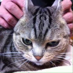 心様専用のサムネイル