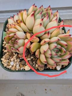 ミニマ✕バルシー✕ざわわ　カット苗おらいさんエケベリア　多肉植物のサムネイル