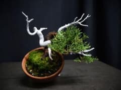 真柏 糸魚川真柏 小品盆栽 樹高12cm 天ジン シャリ芸 盆栽