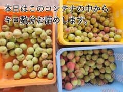 山形県産 摘果桃 サイズ不揃い 13.5キロ(資材込み) - メルカリ