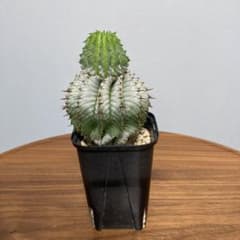 メルq様専用　ユーフォルビア  ホリダのサムネイル