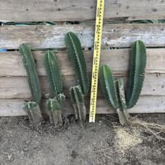 早い者勝特別価格　柱サボテン 鬼面角　5頭発根　サボテンブランチ　ウチワサボテン 限定早い者勝ち4本まとめ売り 柱サボテン 鬼面角 4本全て発根済み