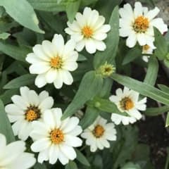 発芽確認済★ジニアプロフュージョン　ホワイト　150粒＋αのサムネイル