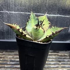 アガベ チタノタ黒火焔のサムネイル