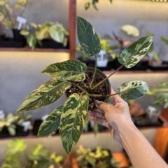 フィロデンドロン　エメラルドクイーン Yahoo!オークション - 「Em」NEW Philodendron Emerald Queen