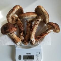 岩手県産　天然松茸のサムネイル