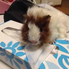 えりか様専用出品のサムネイル