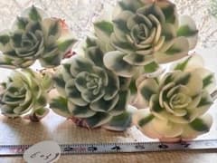 6039 新入荷 ルノーディーン錦 エケベリア 多肉植物 撮影1月19日