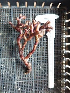 ペラルゴニウム ミラビレ 切り枝① 大きめのサムネイル